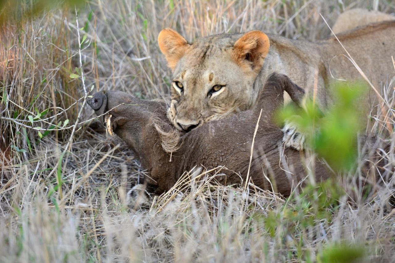 Bayala Private Safari Lodge Hluhluwe Dış mekan fotoğraf